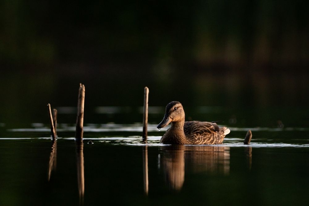 Aparat bezlusterkowy Sony a6500