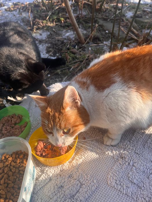 Rudy bardzo marźnie, prosi o dom.