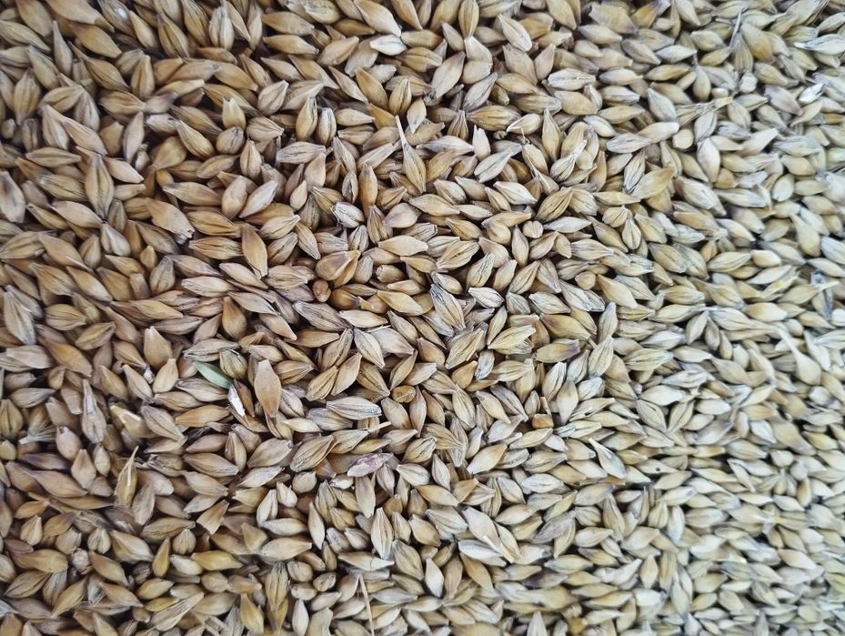 Sprzedam Jęczmień,pszenżyto