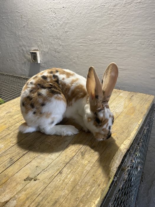 Rex trójbarwny, samczyk, królik