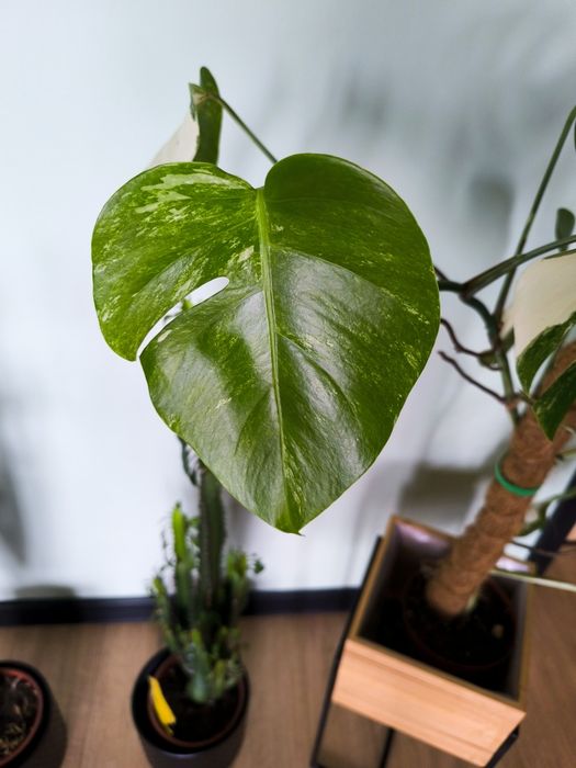 Monstera Thai Constellation