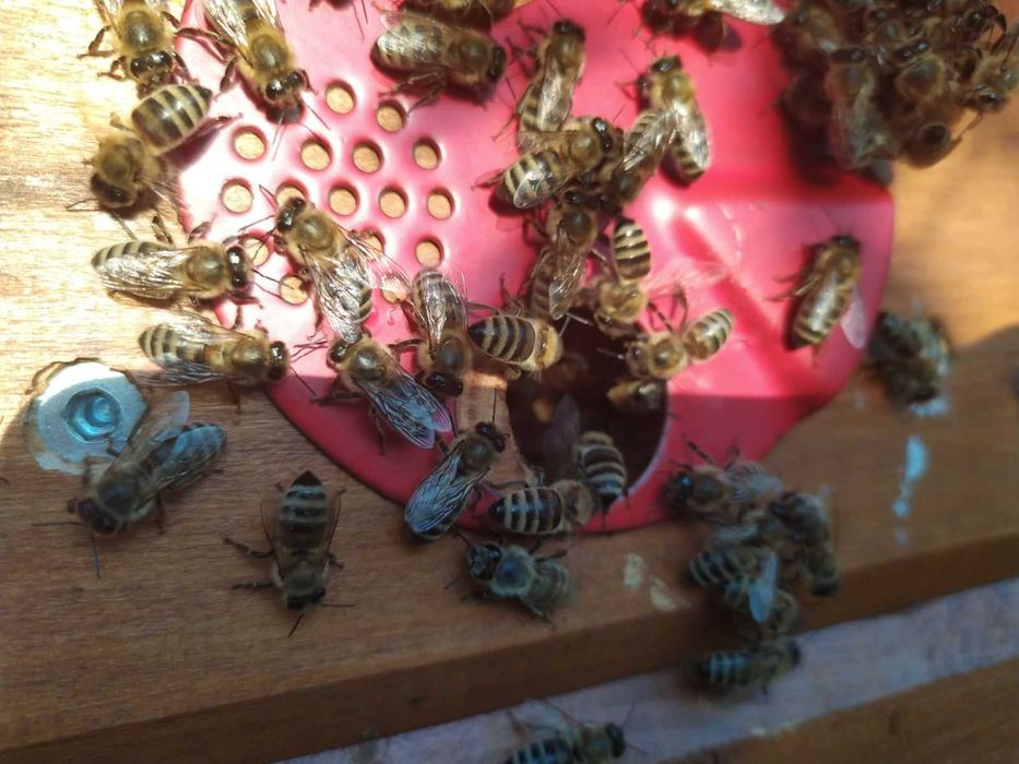 Бджолопакети 4 р розплоду