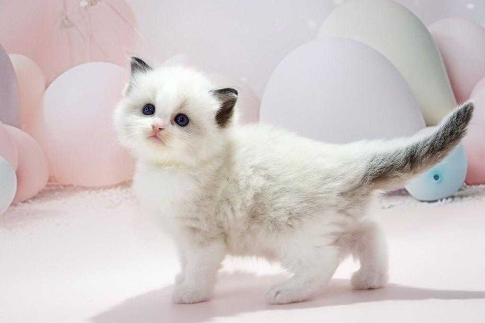 Чарівний блакитноокий котик чарівної породи -Ragdoll