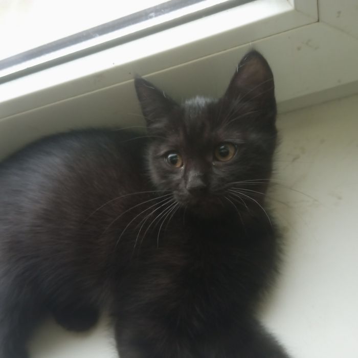 Кошенята шукають родину.