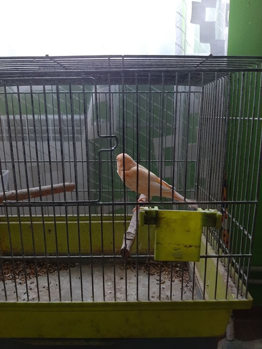 Kanarki samce na intensywnym śpiew  ie