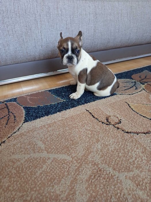 Buldog Francuski polecam !