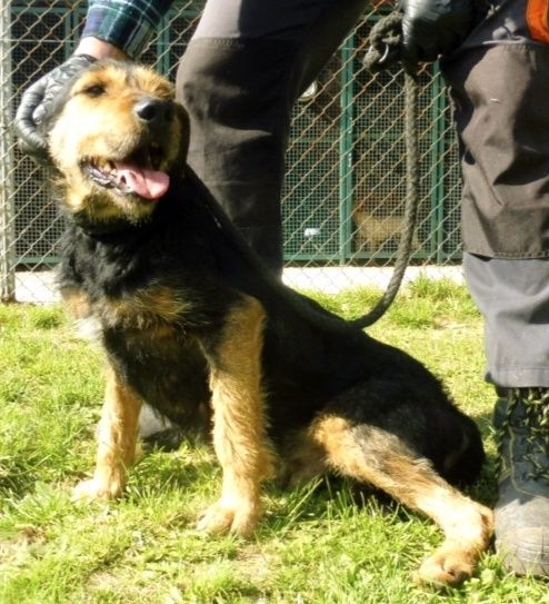 Kenzo do adopcji