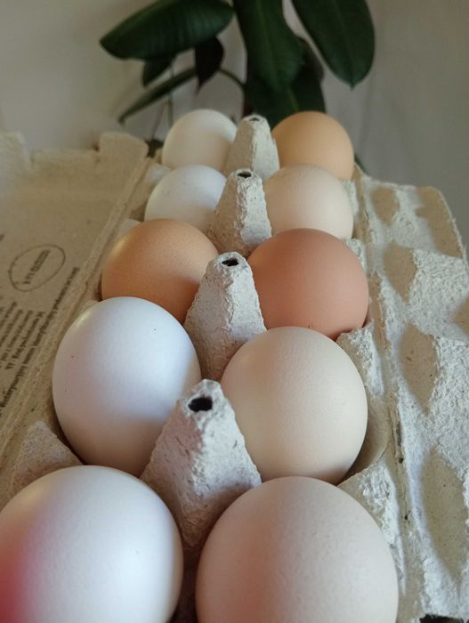 Jajka od kur podwórkowych