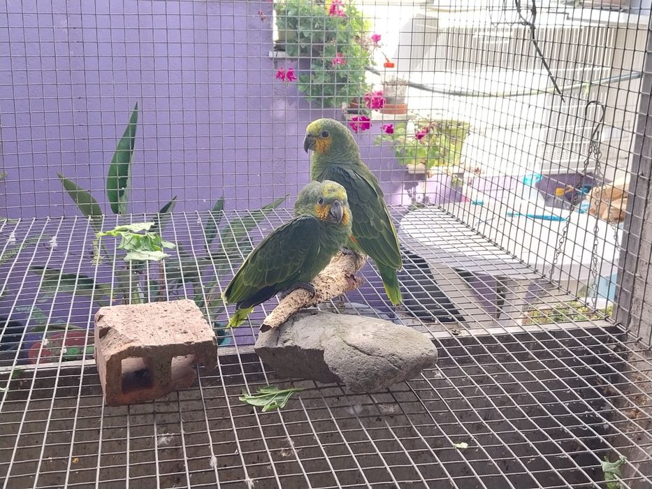 Amazona Amazónica
