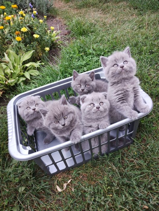 Кошенята Британці короткошерсті