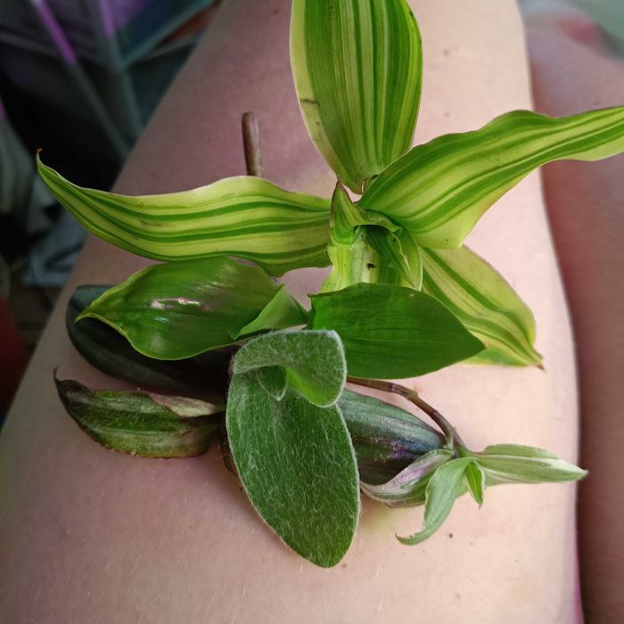 trzykrotki tradescantia 50szt ciętych
