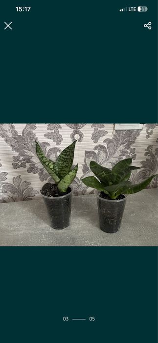 Сансевієрія (тещин язик)