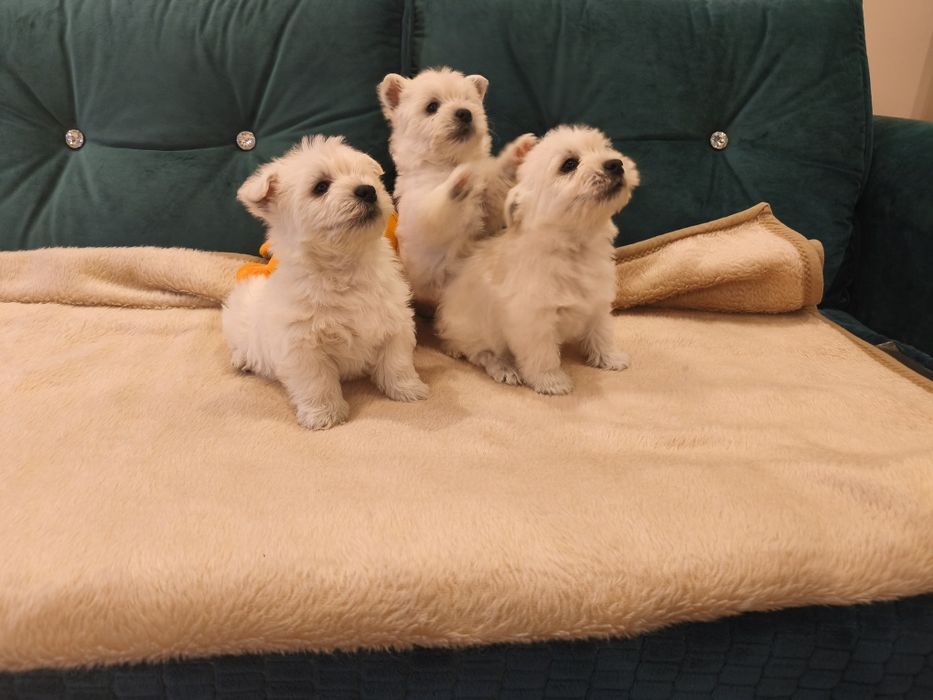 West Highland White Terrier