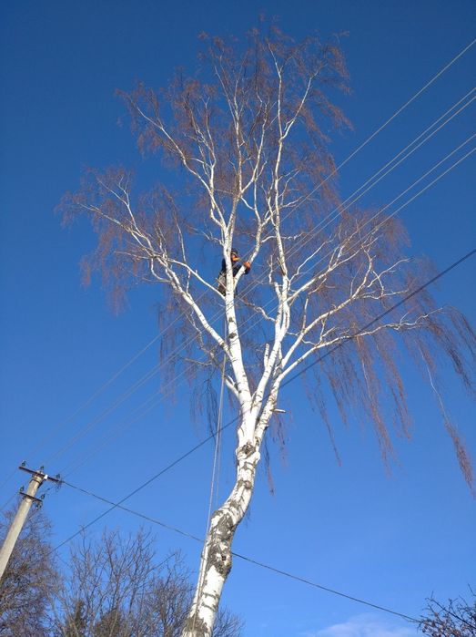 Зрізати аварійне дерево