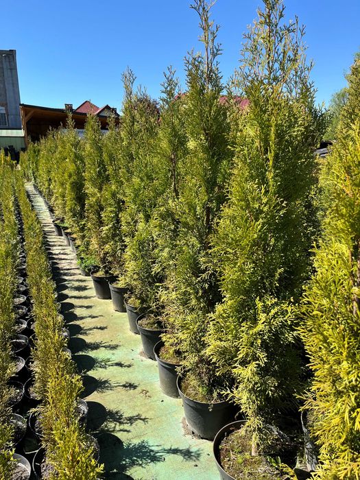 Tuja thuja szmaragd, smaragd w doniczce 50-90 cm