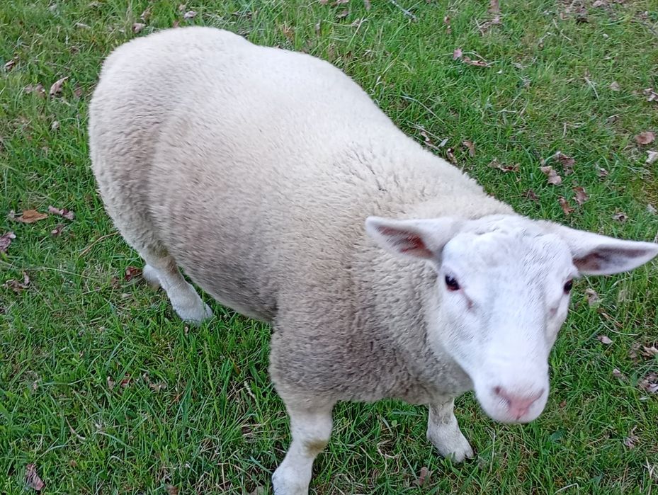 Sprzedam tryka texel
