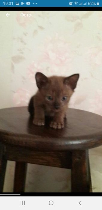 Бурманские котята (бурма)