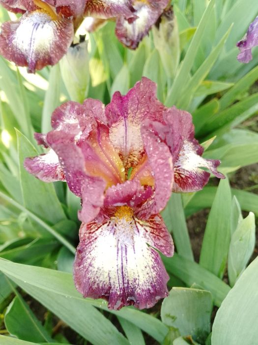 Карликові іриси (набір від 5 шт)