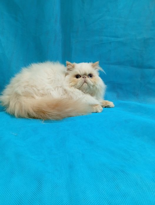 Персидський блакитноокий котик