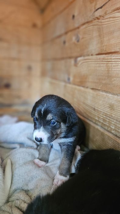 Pięcioro szczeniąt szuka domu.  Oddam w dobre ręce.