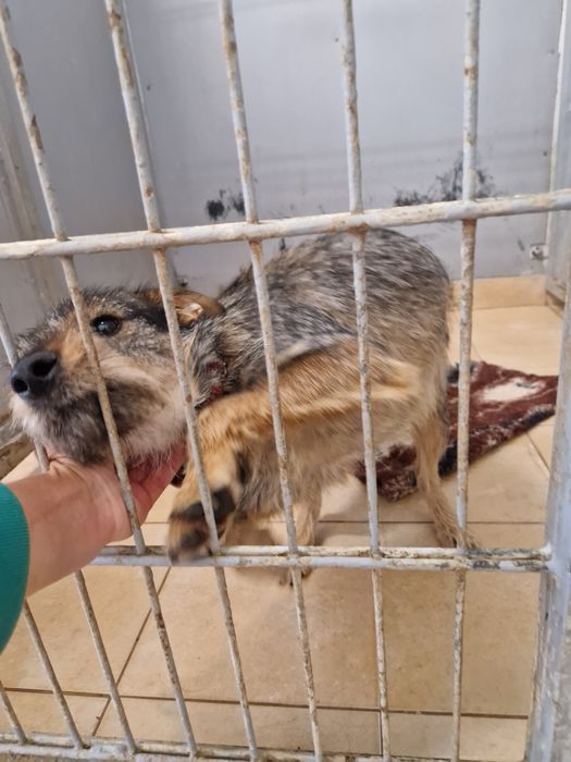 Zostań domem tymczasowym. One bardzo go potrzebują.