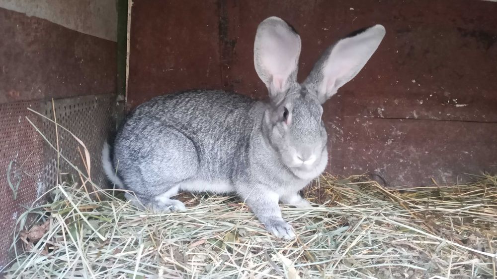 Продам кролі. Спаровані самки.