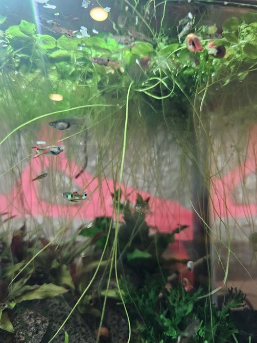 Guppy endler macho green neon