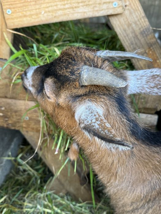 Vendo cabritas, uma está prenha