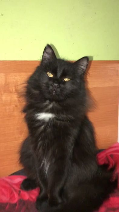 Отдам черную пушистую кошку, стерилизована, 1 год