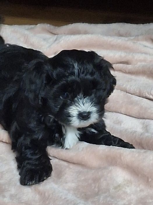 Shihpoo piesek cudaczek