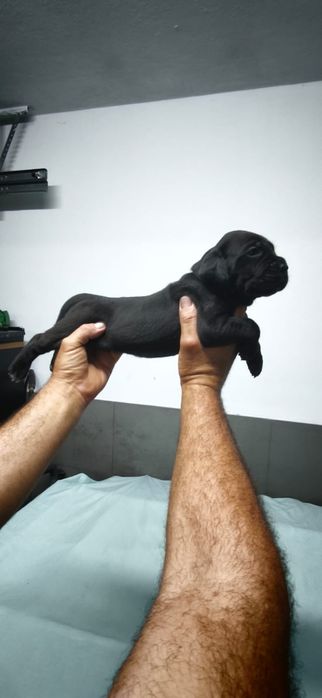 Cachorro cane corso Italiano