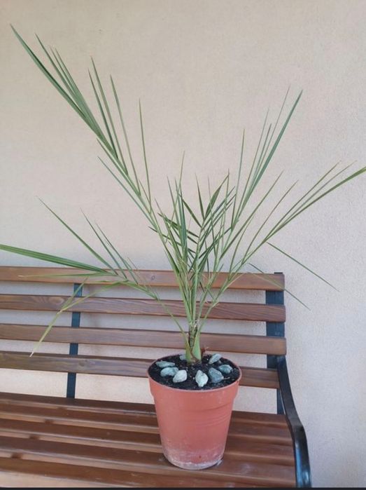 Саджанці фінікової пальми .