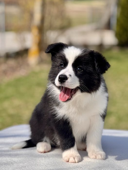 Border Collie, ZKwP suczka,