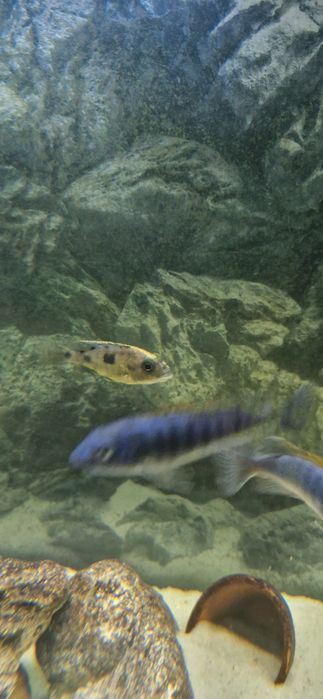 Otopharynx lithobates Femea 10cm 
Resumo de IA

        O Otopharynx lithobates
Resumo de IA

        O Otopharynx lithobates