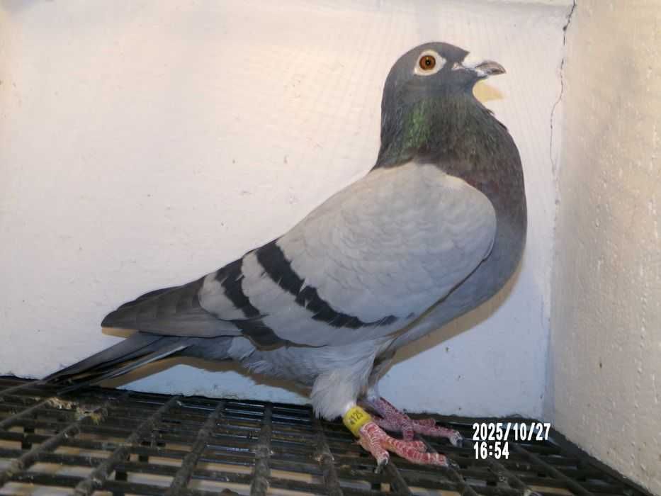 Gołębie pocztowe oryg.KOŚCIELNY Wiesław