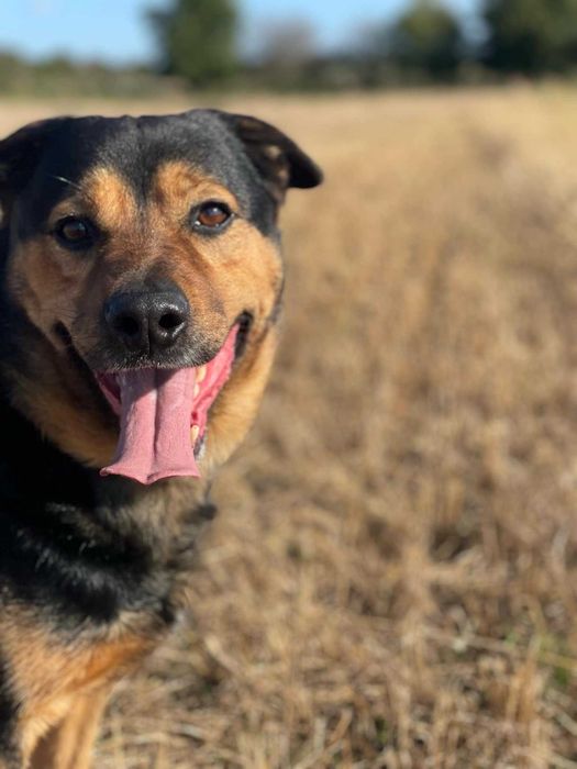 Ramzes - aktywny, mądry pies.