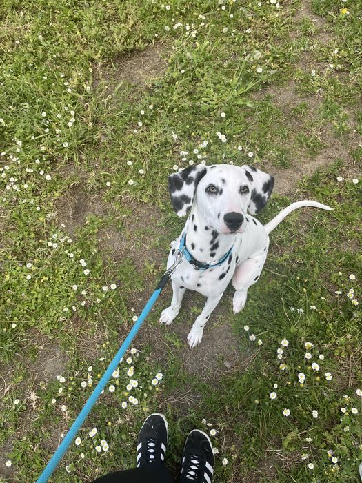 ADOÇÃO- Pixel- Dalmata Femea 1 ano e meio