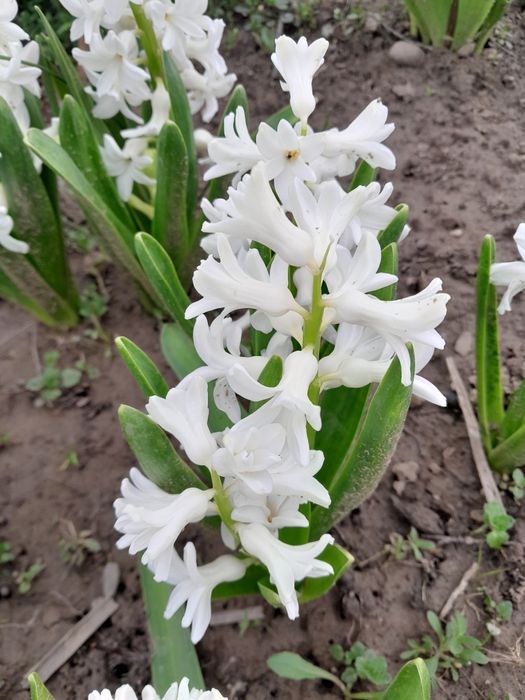 Піон рожевий та бордовий продам