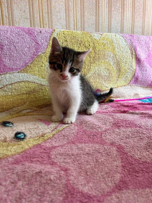 котята ищут дом и родителей