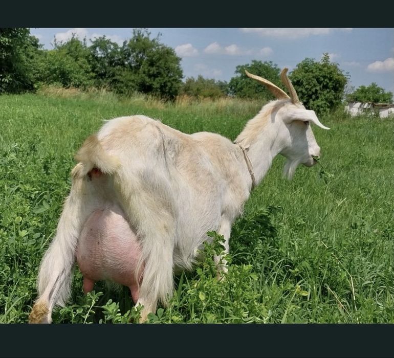 Кози дійні, козенятка  англонубійські БЕСПЛАТНО! САМОВЫВОЗ!