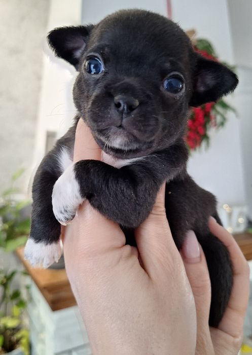 REZERWACJA !!!Czarna sunia Chihuahua