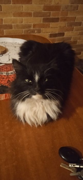 Стерилізована киця