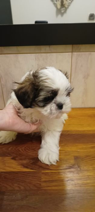Mal-shi, komplet szczepień, maltańczyk, shih tzu