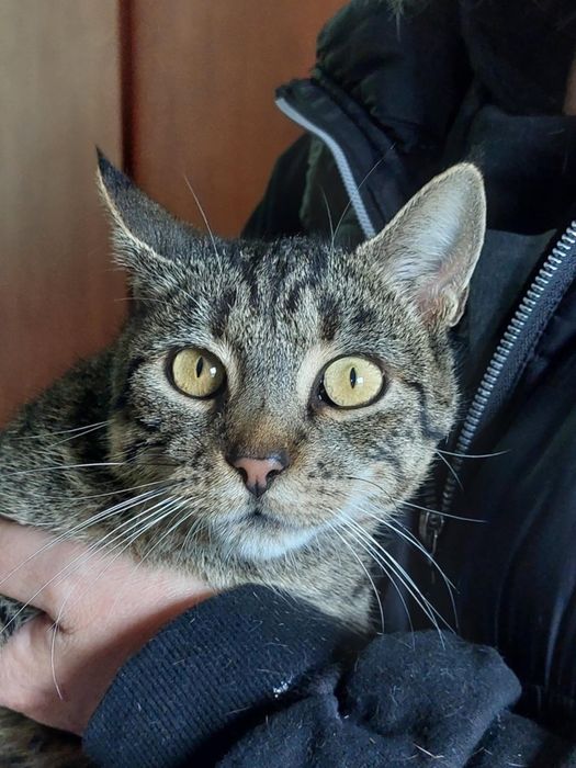 Gardenia szuka pilnie domu!