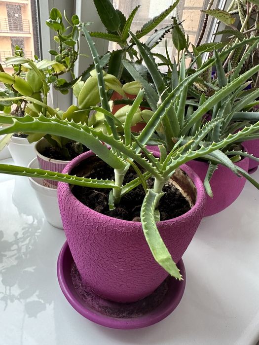 Алоэ цветок