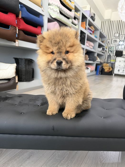 Chow chow menina