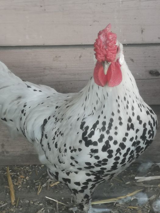 Sprzedam lub zamienię