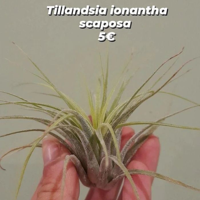 Plantas aéreas, tillandsias
