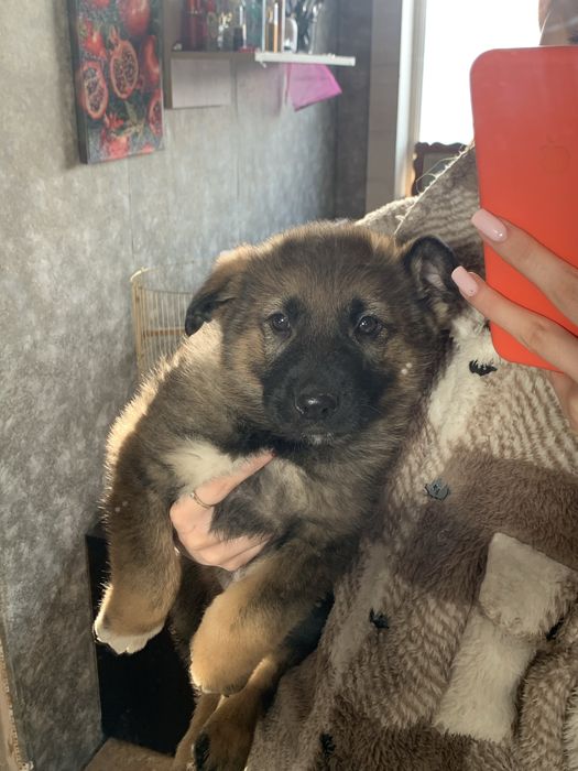 Овчарка немецкая