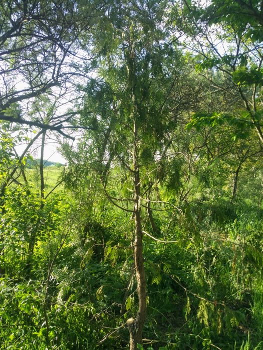 Дерево туя 2 штуки